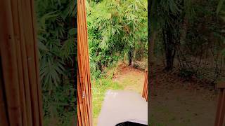 Balishira Resort at Sreemangal Sylhet  Oronner Din Ratri Cottage Shorts Faiza Kamal sreemangal [upl. by Adnamaa79]