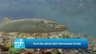 Fisch des Jahres 2024 MarmorataForelle [upl. by Sherri804]