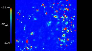 Spiking activity recorded in primary neuronal culture Rat [upl. by Rhett]