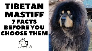 Before you buy a dog  TIBETAN MASTIFF  7 facts to consider DogCastTV [upl. by Ognimod]