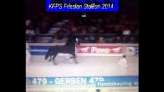 KFPS Friesian Stallion GERBEN 479 Hengstenkeuring 2014 [upl. by Enilra337]