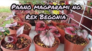 Rex Begonia Successful Leaf Propagation [upl. by Truda]