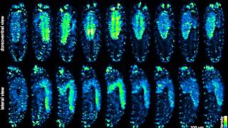 IsoView Longterm Time Lapse Recording of Drosophila Embryo Development [upl. by Anileva990]