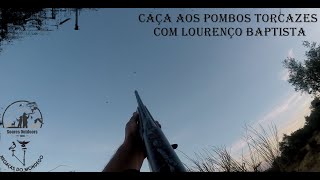 Caça aos Pombos Torcazes com Lourenço Baptista 01092024 [upl. by Anilegna]