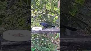 Grackle enjoys breakfast wildlife avifauna caymanislands [upl. by Dorinda]