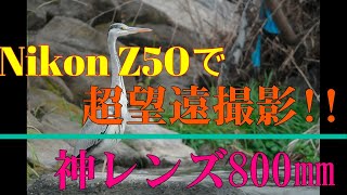 Nikon Z50で超望遠撮影 神レンズ AFS NIKKOR 800mm f56E FL ED VRの実力。4K撮影！！ [upl. by Oretna394]