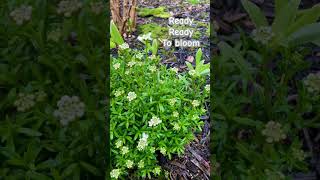 Candytuft ready To Bloom  April 8 2024 [upl. by Timmie]