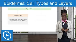 Epidermis Cell Types and Layers – Physiology  Lecturio Nursing [upl. by Yelnoc134]