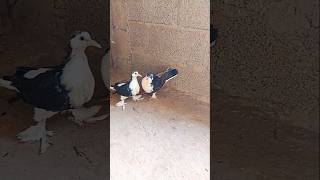 pigeon fedding short video [upl. by Aivek]