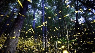 Firefly mating in the Smokies [upl. by Musihc]