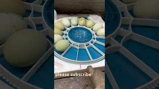 hatching greenblue eggs giant chicken indio gigante new project chicken hatchingeggs eggfarm [upl. by Sdlonyer]