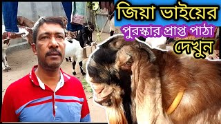 পুরস্কার প্রাপ্ত পাঠা দেখুন জিয়া ভাইয়ের ফার্মে 🥰বিভিন্ন প্রজাতির পাঠা দেখুন ও বাচ্চা দাম জানুন [upl. by Thgirw]