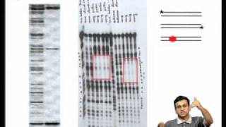 Mod01 Lec04 Proximal amp Distal Promoter ElementsEnhancers and Silencers Genespecific Regulators [upl. by Nessim]