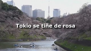 Tokio se tiñe de rosa con la floración de los cerezos [upl. by Kcinomod]