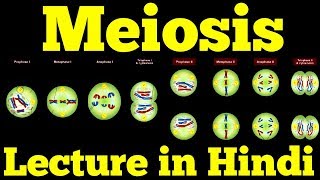 Meiosis  Cell Division Hindi [upl. by Glaab]