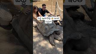 ఇంత పెద్ద 🐢 నేనెప్పుడూ చూడలేదు  Big Tortoise Prison Island🏝️ Zanzibar Africa Ram The Traveller [upl. by Nerha]