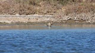 BarTailed Godwit Pittima minore Limosa lapponica [upl. by Ahtnammas]