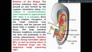 development of midgut amp hindgut [upl. by Reg]