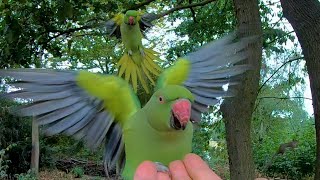 Hand Feeding 5 Parakeets in 10 Seconds  London GoPro  Roseringed parakeet Psittacula krameri [upl. by Einnaoj650]