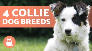 4 Types of COLLIE DOG BREEDS 🐕 Do You Know Them All [upl. by Nailuj]