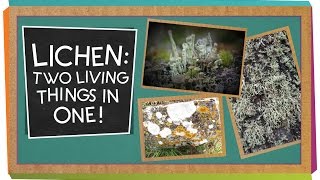 Lichen Two Living Things In One  Biology for Kids [upl. by Ahsinad]