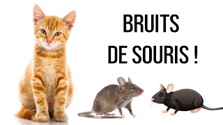 Bruits de souris pour chats [upl. by Nannette]