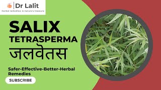 जलवॆतस I Salixtetrasperma I LumbagoPainKillerImpotenceMenstrualCrampsHairfallAntiHIVFever [upl. by O'Grady3]