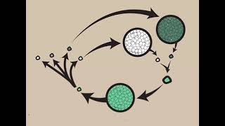 quotClassification of Oomycetes Sysmptoms and life cycle of Pythium Phytophthora and Albugoquot [upl. by Ateekahs]