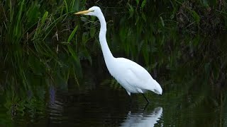 Great Egret Elegantly Striding Through South Florida Wetlands [upl. by Derk]