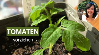 Tomaten erfolgreich vorziehen SchrittfürSchrittAnleitung für die Anzucht [upl. by Eikcor]