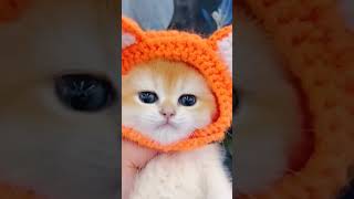 LITTLE MAO 😘cat catvideos shorts [upl. by Tice]