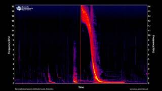 Song of the Antarctic Weddell Seal 2 hours  MOO Antarctica [upl. by Orsa849]