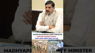 MP CM WITH MINIATURE CATTLE FROM NADIPATHY GOSHALA youtube mp cmyogi cmmp modi pmo cmo yt [upl. by Stauffer]