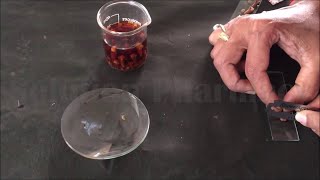 Section Cutting of Clove  For Pharmacognosy amp Botany Practical HINDI By Solution Pharmacy [upl. by Gould]