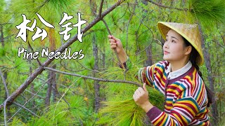 Lets make a pine needle feast in spring when new leaves and pine scent fill the air【滇西小哥】 [upl. by Demeter]