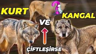 Kangal ve Kurt Eşleşirse Ne Olur Ortaya Çıkana Bakın quotKURTGALquot  Barış Çiçek KurtGal Börü [upl. by Notaes453]