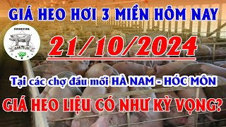 Giá heo hơi hôm nay 21102024 Tại các chợ đầu mối HÀ NAM HÓC MÔN GIÁ HEO HƠI LIỆU CÓ NHƯ KỲ VỌNG [upl. by Sesiom]