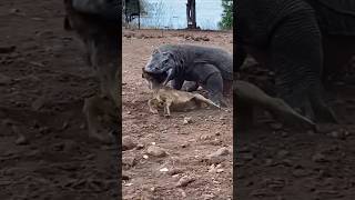 Komodo swallows goat wildlife [upl. by Selwin]