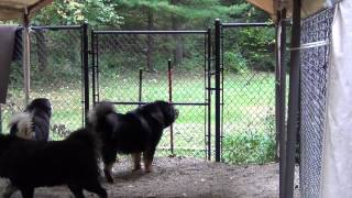 Tibetan Mastiffs barking at the fence [upl. by Baum]