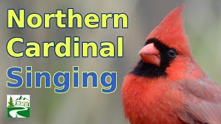 Cardinal Singing amp Call Sounds [upl. by Demeyer]