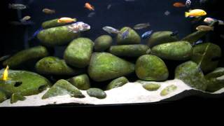 130g African Cichlid Mbuna Aquarium  Tank  Natural Lake Malawi Biotope [upl. by Hoseia]