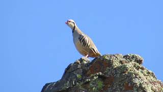 Chukar calling [upl. by Sylvanus]