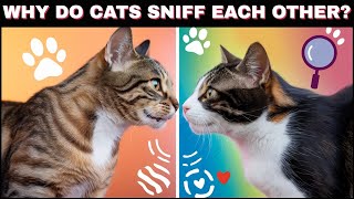 Why Do Cats Sniff Each Other The Science Behind Feline Introductions Cats CatBehavior CatLovers [upl. by Iba]