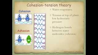 AS level G17 Movement of water up the stem and across the leaf Ms Cooper [upl. by Weidner]