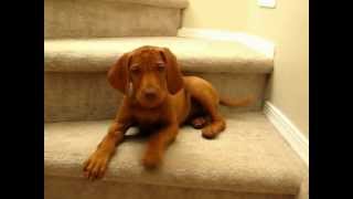 Vocal Puppy Vizsla at 10 weeks [upl. by Jermyn]