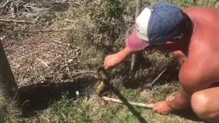 Saving a Puff Adder Snake South Africa Breede River [upl. by Dyol]