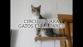 CIRCUITO EN LA PARED PARA GATO [upl. by Yc]