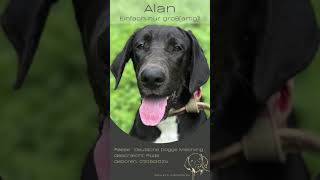 Alan – Einfach nur großartigSept24 greatdane [upl. by Uhn]