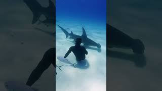 Walking with Hammerhead Sharks [upl. by Vivyan681]