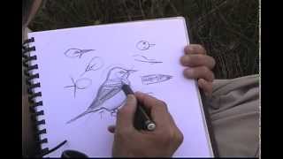 How to Sketch Birds [upl. by Vedi]